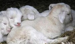 小羊可以吃小瓜吗视频,小羊与瓜果的和谐共食之旅