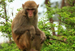 人吃瓜像猴子视频图片,趣味视频揭示人类与动物共通食趣