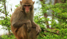 人吃瓜像猴子视频图片,趣味视频揭示人类与动物共通食趣