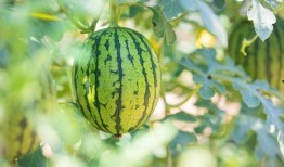 云南人吃土瓜好吗视频大全,地道风味视频大盘点