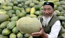 外国人吃新疆哈密瓜视频,外国人品尝新疆哈密瓜的甜蜜之旅