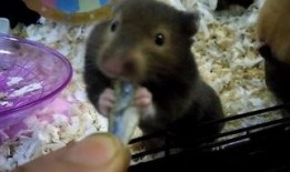 仓鼠吃瓜吃皮视频播放,仓鼠吃瓜皮视频走红网络