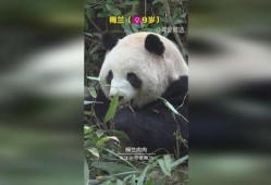 熊猫肉肉吃瓜视频,萌宠美食大揭秘