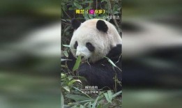 熊猫肉肉吃瓜视频,萌宠美食大揭秘