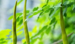 夏天乘凉吃瓜视频,一起享受清凉夏日时光