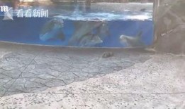 围观洪水的吃瓜群众视频