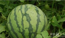 湖南怀化吃瓜事件视频,湖南怀化“吃瓜事件”视频引发热议