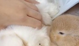 兔子会吃小瓜吗视频教程,小瓜在兔子菜单中的地位