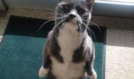 我是吃瓜猫咪视频,揭秘我是吃瓜猫咪的趣味瞬间