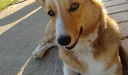 柯基可以吃洋瓜吗视频