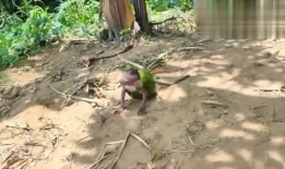 人吃瓜像猴子视频图片,趣味视频揭示人类与动物共通食趣