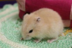 仓鼠可以吃土瓜干吗视频