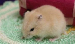 仓鼠可以吃土瓜干吗视频