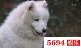 喂狗吃瓜群众视频真实,引发网友热议