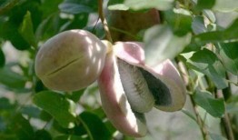 山蛙吃八月瓜好吗视频,探寻自然界的和谐共生