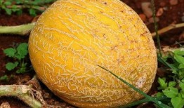 吃酥瓜要去籽吗视频,美味无籽酥瓜制作指南