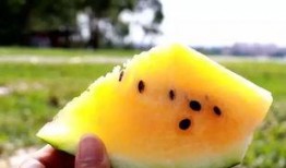 吃沙瓜的视频在线观看,在线观看沙瓜视频，感受夏日清凉