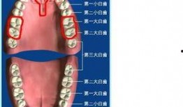 吃瓜磨破上颚正常吗视频,揭秘日常饮食中的意外伤害
