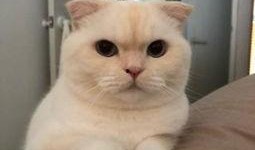 吃瓜的猫素材视频,揭秘猫咪的“八卦”时刻