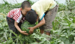 奉节教师 吃瓜事件视频,真相与误解的交织