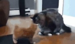 动物群众吃瓜视频,揭秘它们的“八卦”时刻