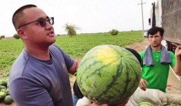 假装吃瓜视频大全,假装吃瓜视频大全，笑料百出，带你领略网络幽默风潮