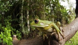 喷水蛙吃瓜视频下载免费,免费下载，揭秘萌宠趣味瞬间