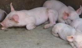 给猪吃瓜会生病吗视频,了解瓜类对猪的影响