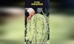 吃瓜搞笑声音视频播放大全,全网爆笑！吃瓜搞笑声音视频大盘点