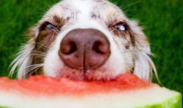 狗子吃瓜沙雕视频在线观看,笑料百出！