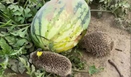 燕子吃芥末瓜视频大全集,酸辣刺激的味蕾冒险记