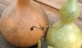 直播吃葫芦瓜视频大全