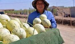 新林和小叔吃瓜的视频,新林与小叔的欢乐瓜田时光