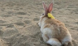 小花兔吃佛手瓜视频,小花兔的佛手瓜美食之旅