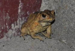 喷水蛙吃瓜视频下载免费,免费下载，揭秘萌宠趣味瞬间