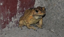 喷水蛙吃瓜视频下载免费,免费下载，揭秘萌宠趣味瞬间