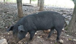 黑猪吃胡萝卜白瓜好吗视频,营养均衡的美食探索