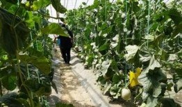 万年县吃瓜视频