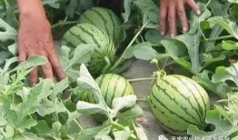 瓜哥吃瓜毛毛虫视频大全,瓜哥带你领略吃瓜毛毛虫的趣味瞬间