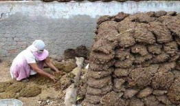 吃瓜小熊卖牛粪视频,一场另类农业直播秀