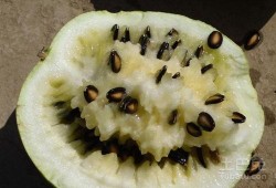 吃籽瓜搞笑视频,搞笑视频带你领略夏日清凉