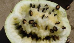 吃籽瓜搞笑视频,搞笑视频带你领略夏日清凉