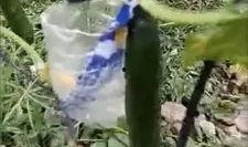 银川网红吃瓜事件视频,一场网络热议的瓜田奇遇