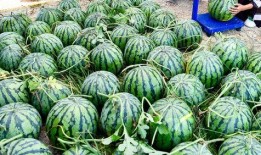 湖北人吃长瓜视频,长瓜的独特风味，视频带你一探究竟