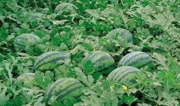 郑州八卦群吃瓜视频最新,吃瓜视频揭露惊人内幕