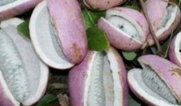 夏季吃八月瓜视频,八月瓜美食视频大赏