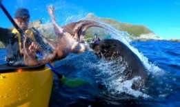 章鱼吃瓜视频在线观看,一场奇妙的海洋美食盛宴