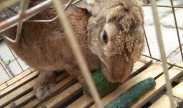 兔子会吃小瓜吗视频教程,小瓜在兔子菜单中的地位