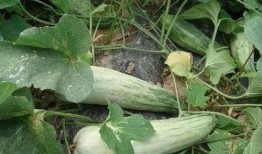 酥瓜没熟可以吃吗视频