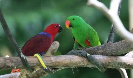 鹦鹉吃红瓜视频